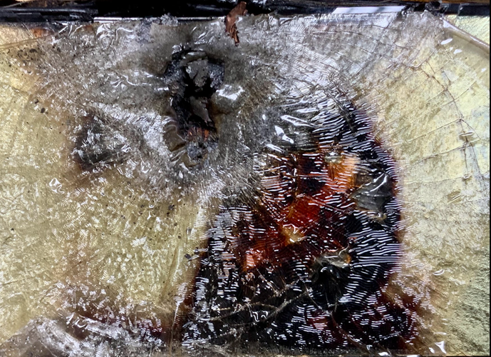 Foto des Monats